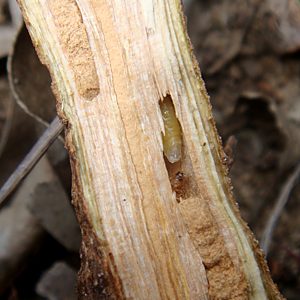 Castiarina colorata, PL4263, pupa, in Olearia ramulosa (PJL 3356) stem, SL, photo by A.M.P. Stolarski, 8.8 × 3.1 mm